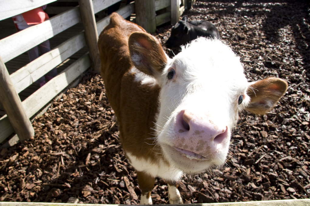 Breathing new life into Ambury Farm Day (1)