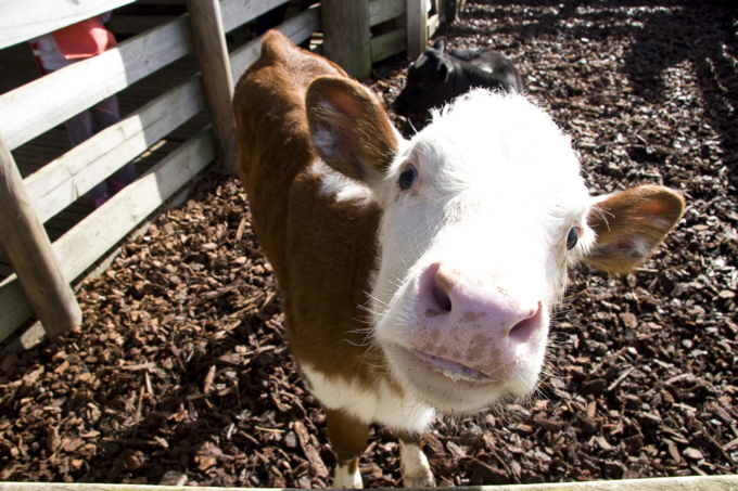 Breathing new life into Ambury Farm Day (1)