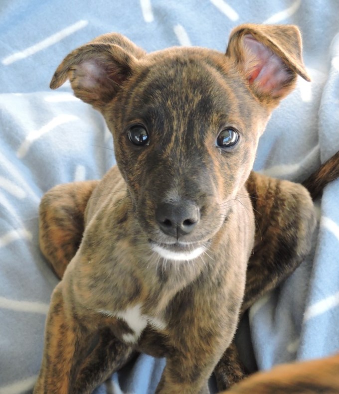 Adorable adoptables from Auckland's shelters