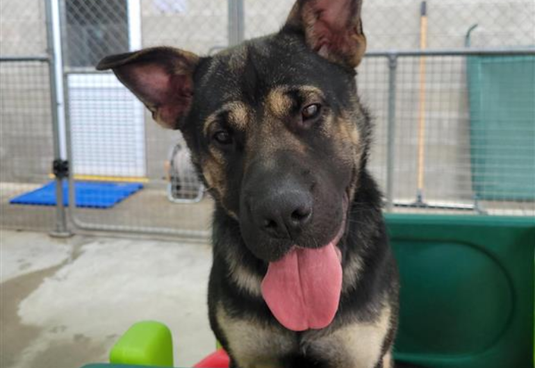 Dog Tile Image Noodle 3 770X530