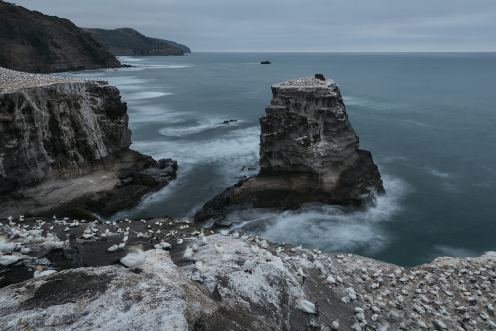 Ōtakamiro Point in Muriwai