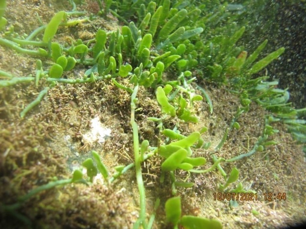 Seaweed