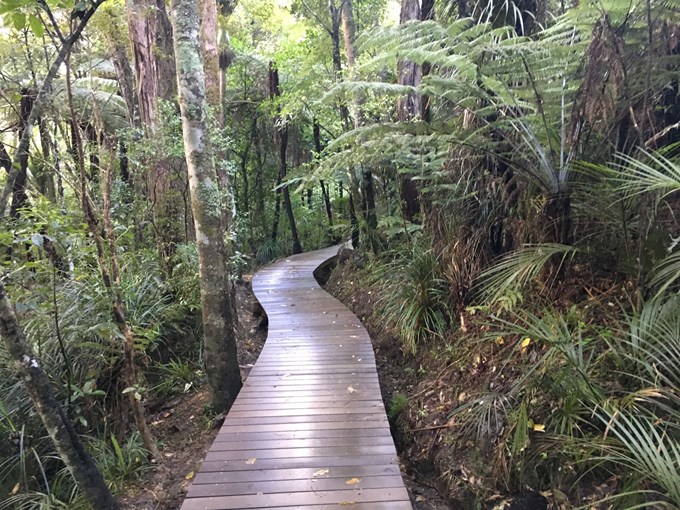 A year in review: progress on keeping kauri safe