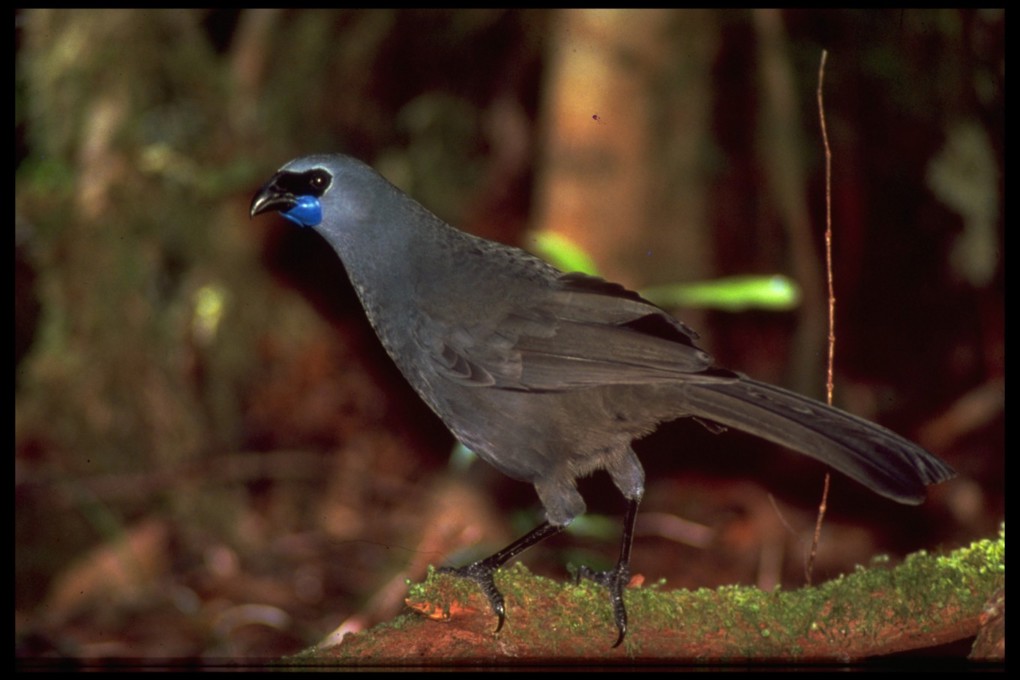 A kokako in its natural environment