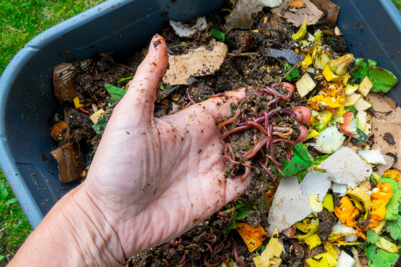 Worms in a person's hand above a compost bin. 