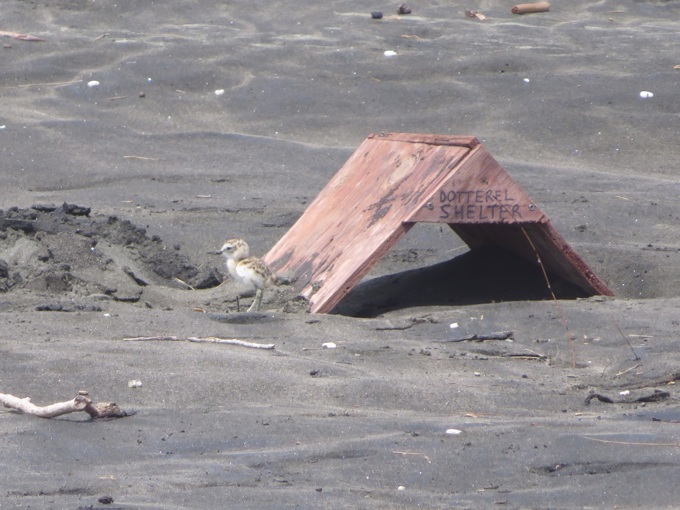 Dotterel destruction 3