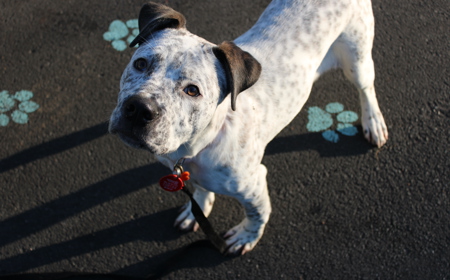 Frenchie tile image
