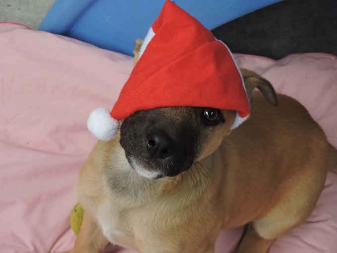 Happy holidays for your pets