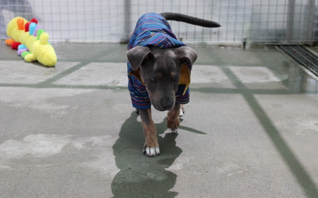 Tongariro (ON HOLD) tile image