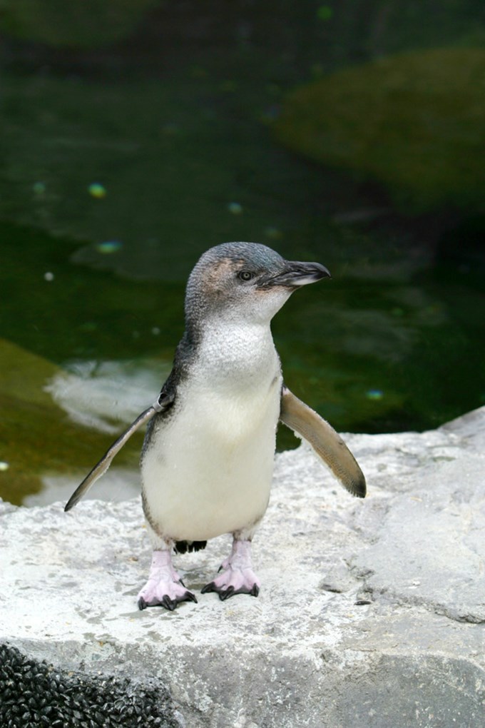 Little Blue Penguin Waiheke