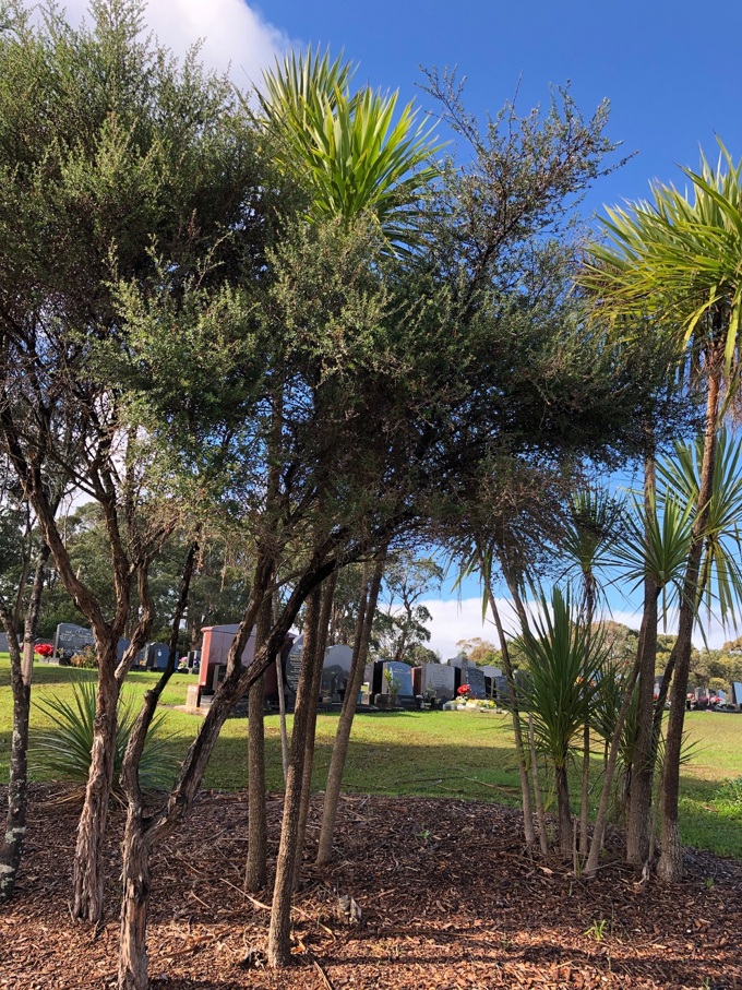 Behind the Scenes Waikumete (2)