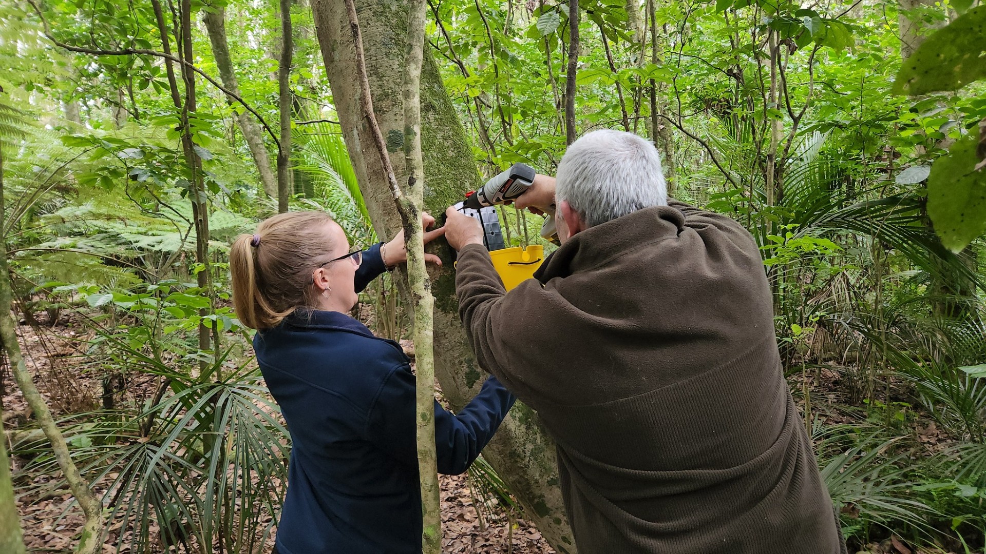 Two people setting up an animal pest trap in the bush