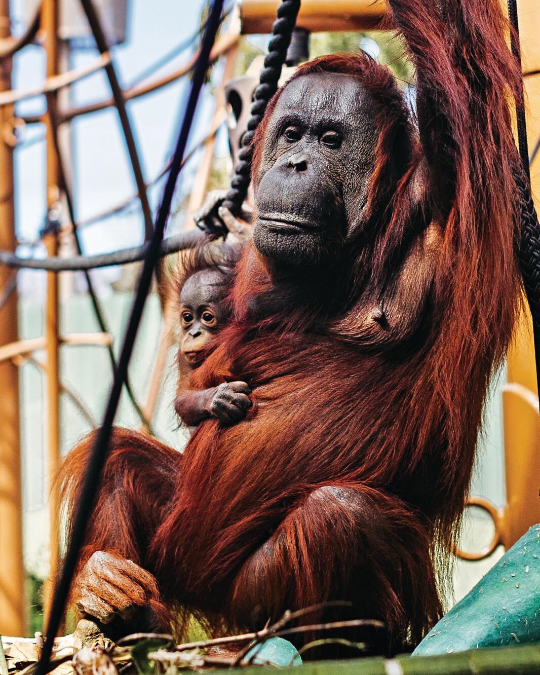 Close-up of an orangutan and her baby hanging on a rope playground at Auckland Zoo.