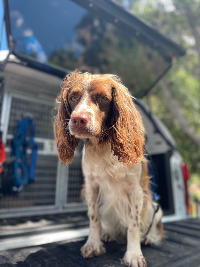 Kauri dieback dogs 3