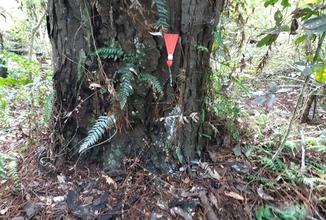 Possum traps in place and doing what they should.
