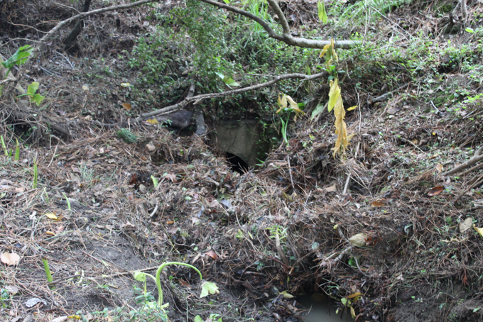 William Souter Reserve Forrest Hill Before Tidied Up By Pupuke Birdsong Project
