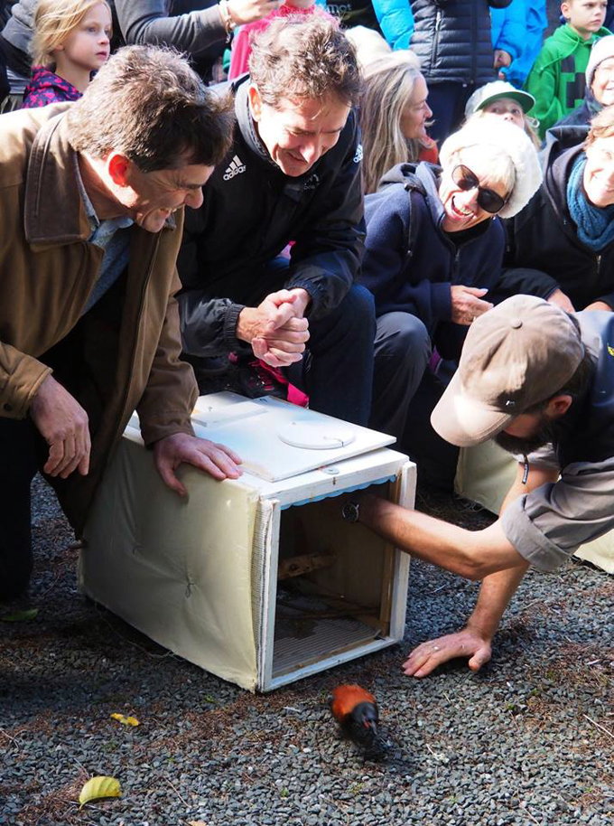 Shakespear welcomes back the North Island saddleback 1