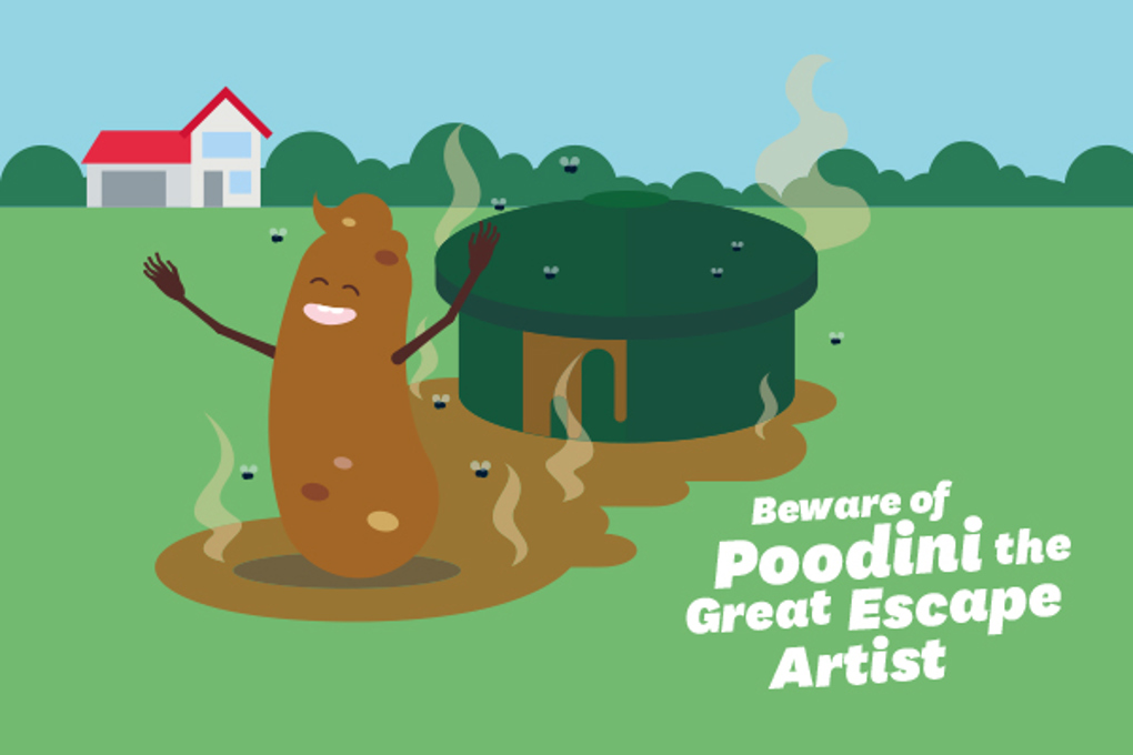 Poodini