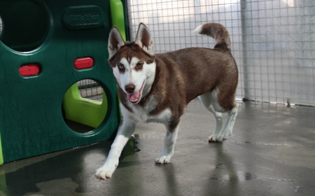 Sandy (ADOPTED) tile image