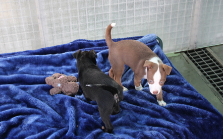 Mabel tile image