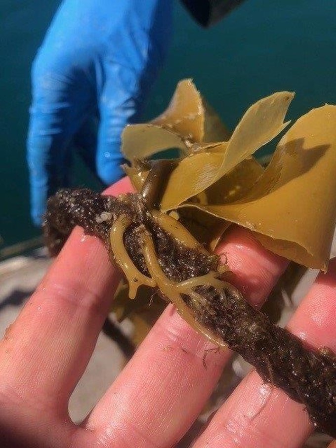 Seaweed Farming
