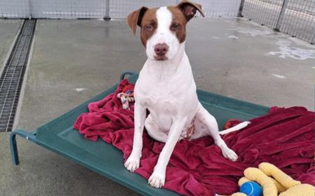 Margaery (ON HOLD) tile image