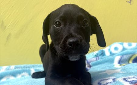 Francisco *ON HOLD* tile image