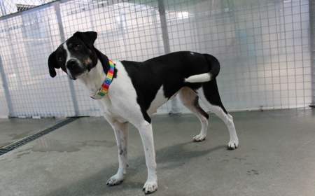 Taurus (ADOPTED) tile image