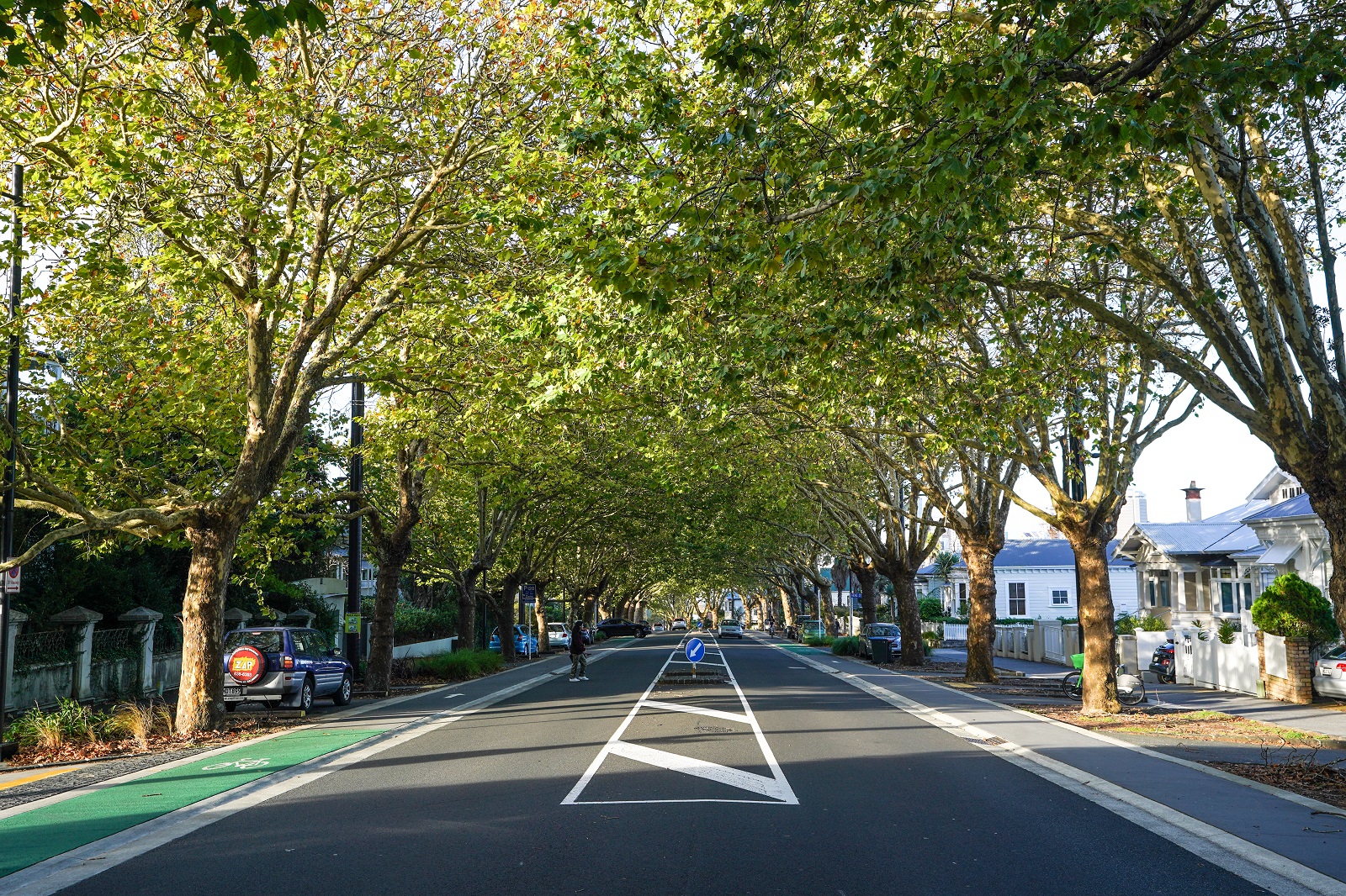 London Plane Trees, Franklin Road