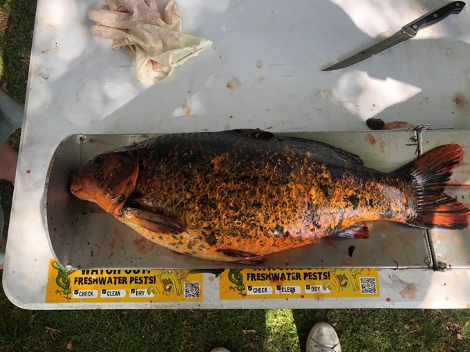 A large koi fish