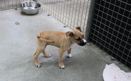 Wonder Woman tile image