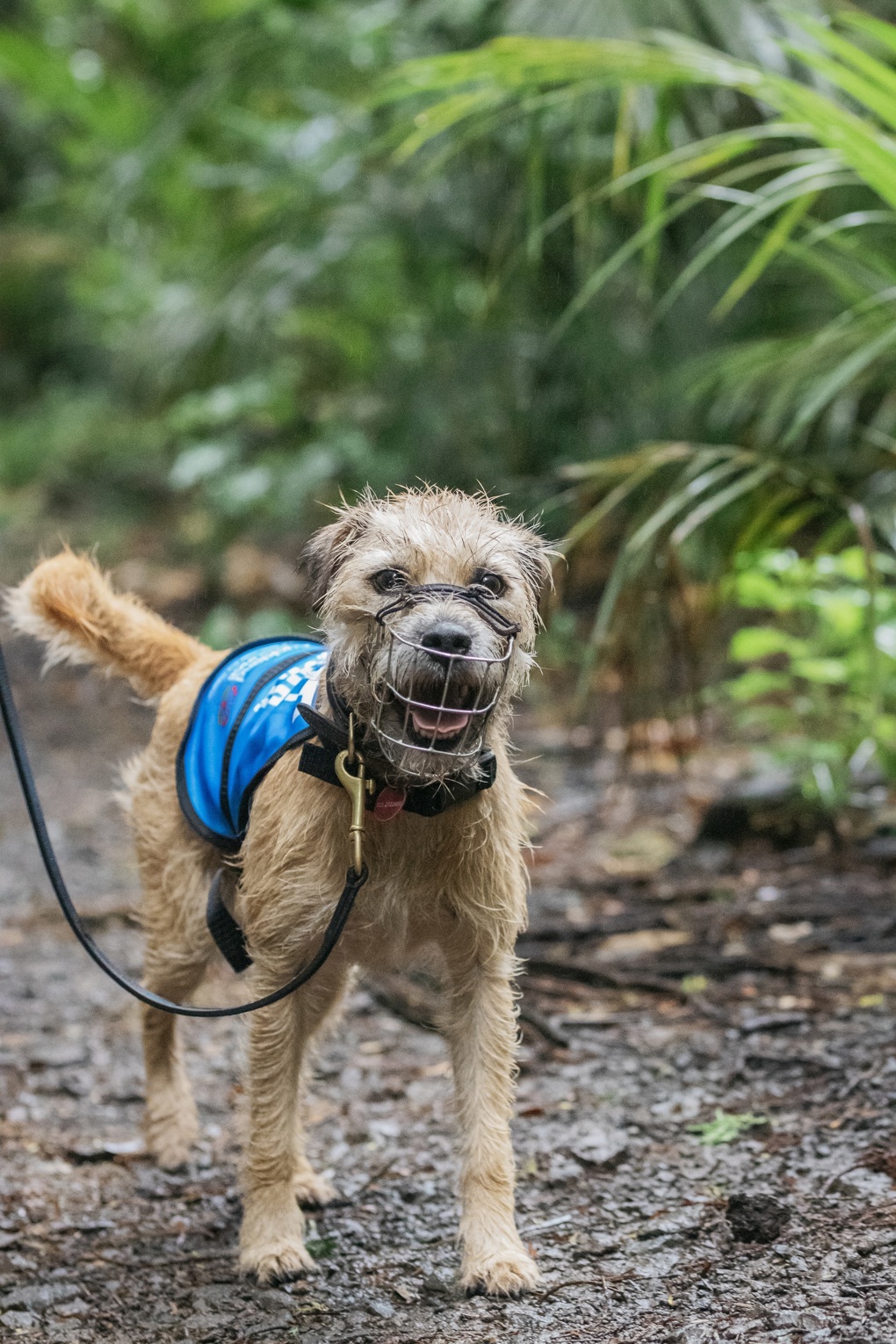 Conservation dog 3