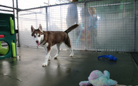 Sandy (ADOPTED) tile image