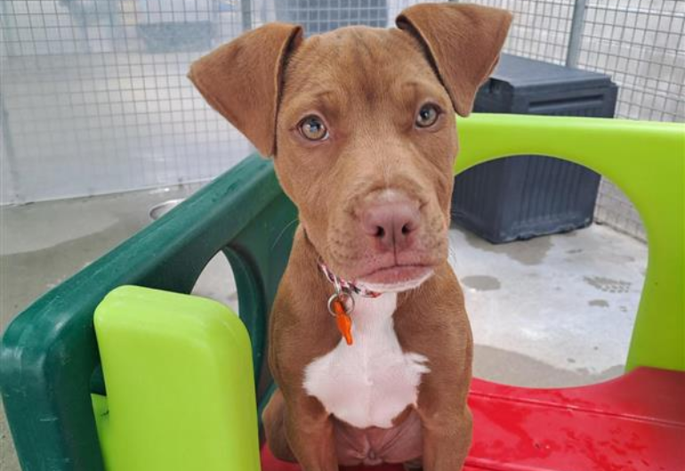 Dog Tile Image Hotdog 2 770X530