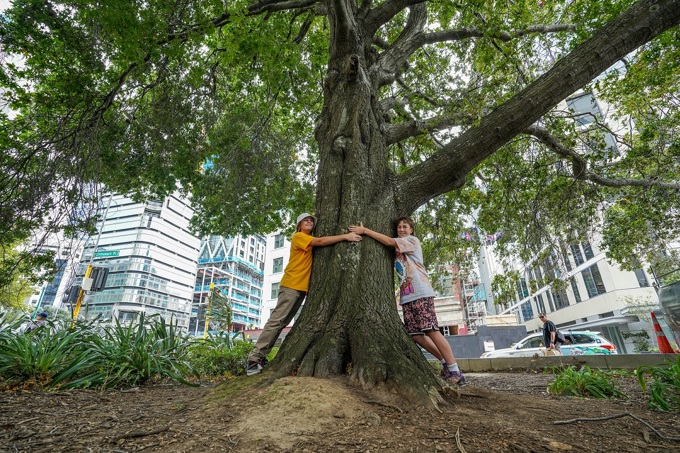 Pin Oak, Britomart Place 2