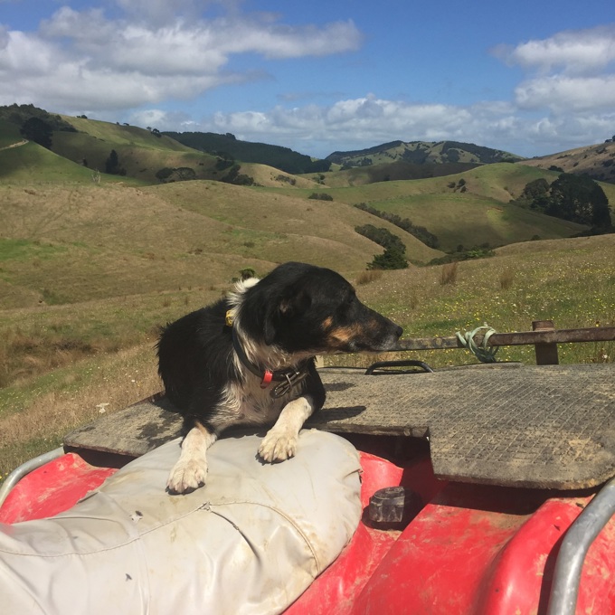 Auckland Region Ballance Farm Awards (2)
