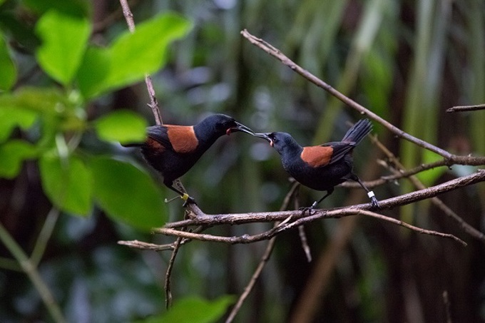 Get to know your local wildlife for World Wildlife Day - Tieke