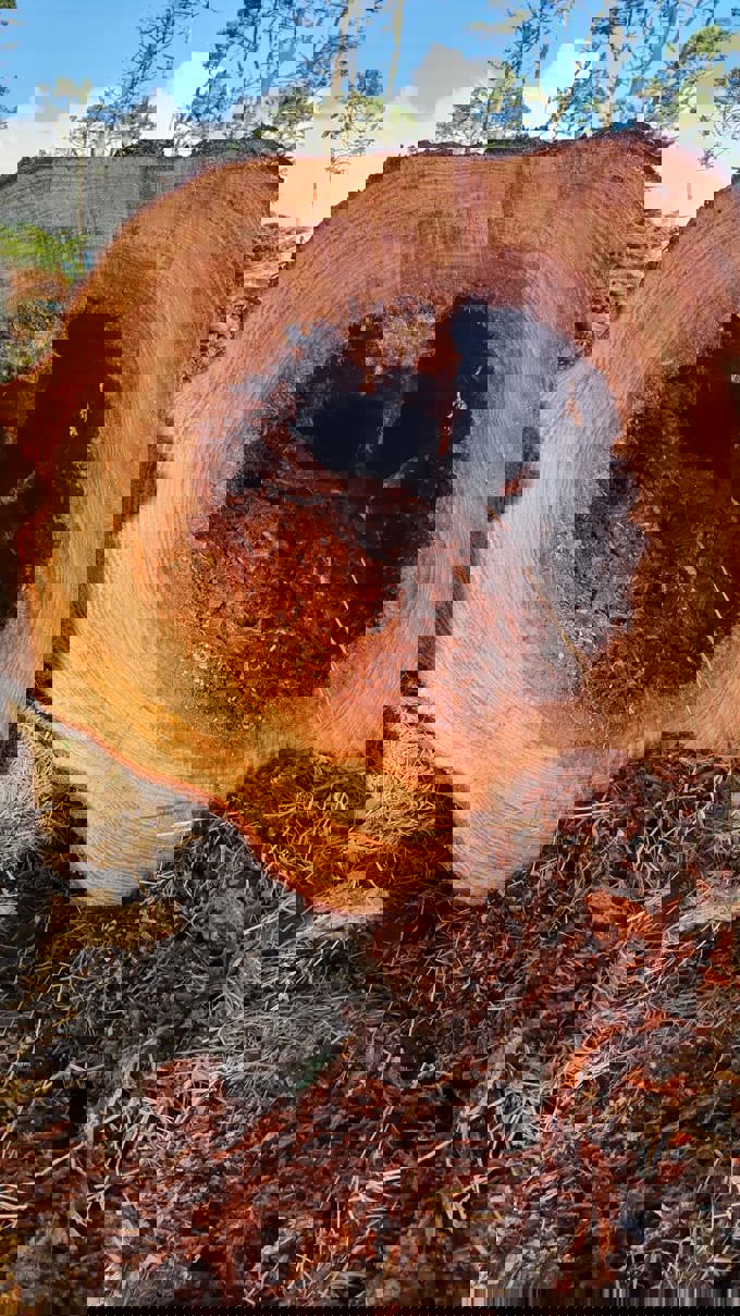 Breathing new life into Western Springs park (2)