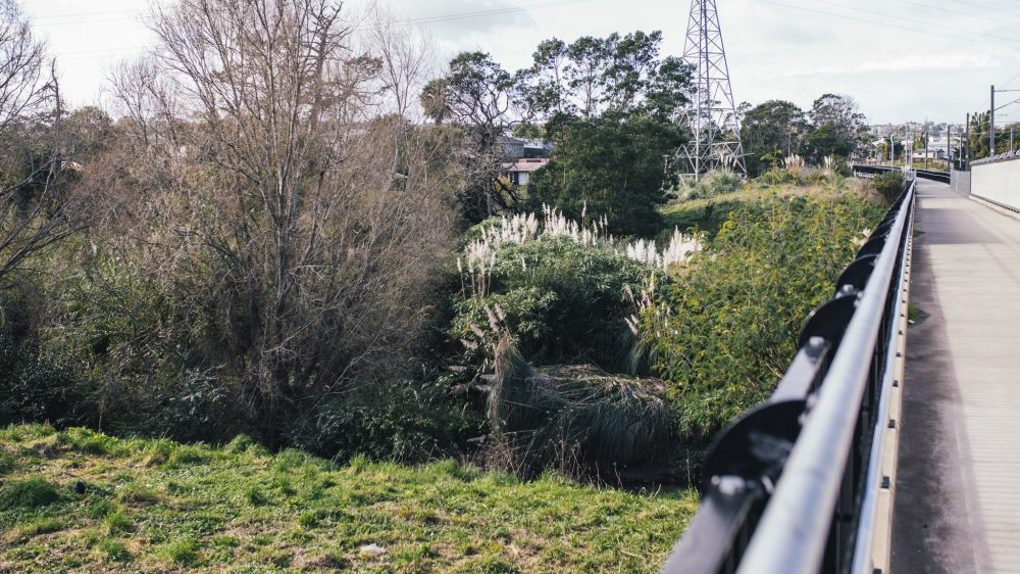 Planting-by-the-Bike-Path-New-Lynn-1000x563_gkh0vb2p.jpg