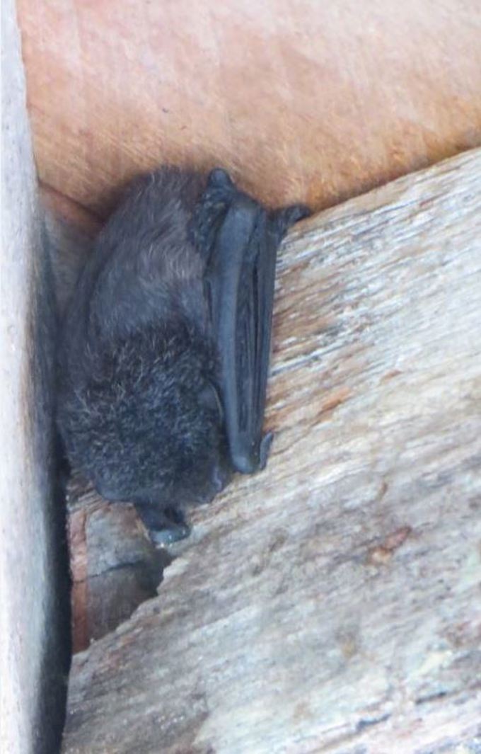 Brad our bachelor bat 1.JPG