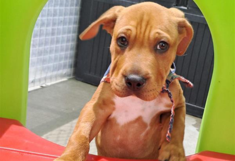 Dog Tile Image Burger 1 770X530