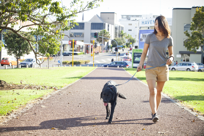 Save on your dog registration