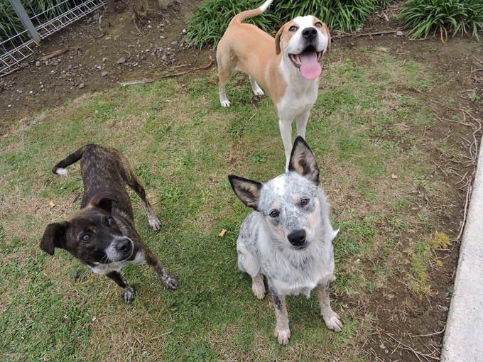 Dog registration colours to change