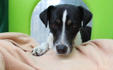 Taurus (ADOPTED) tile image