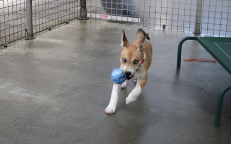 Te Waihou tile image