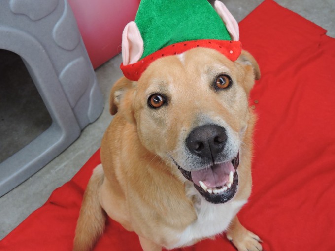 10 things not to feed your dog at the barbie