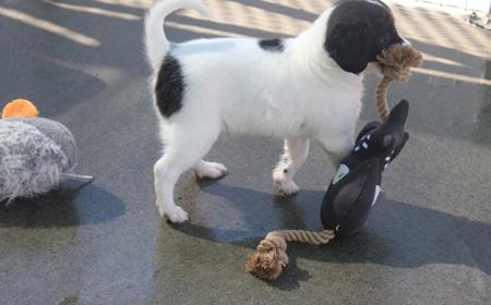 Squirtle (ON HOLD) tile image