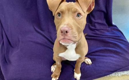 Hot Dog (ADOPTED) tile image