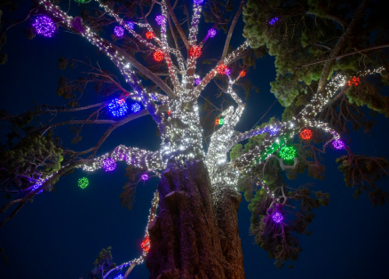 Stockade Hill tree illuminated by holiday cheer.