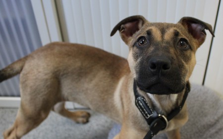 Dassie (ADOPTED) tile image